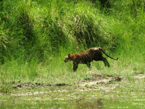 Safari holidays in Nepal