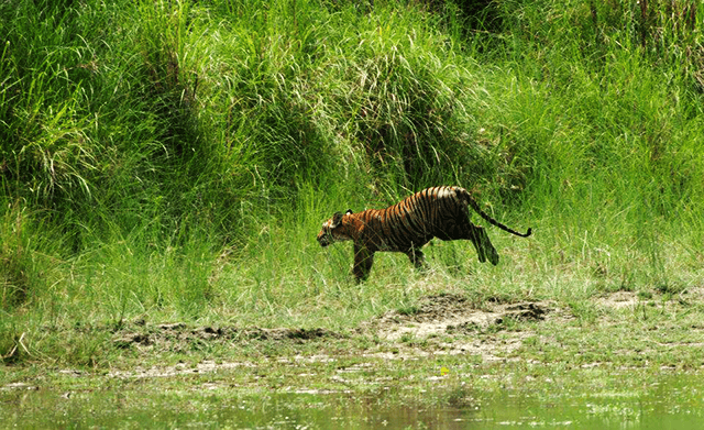 Safari holidays in Nepal