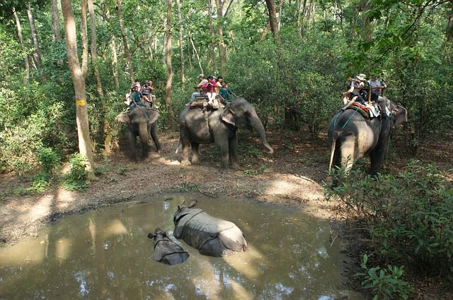 6 awesome things to experience in Chitwan National Park