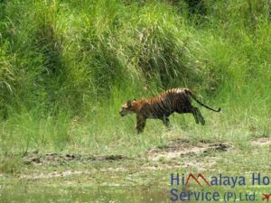 Five reasons why you should visit Bardia National Park